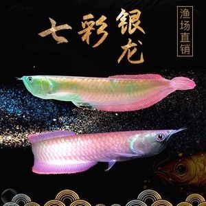 黃化金龍魚【黃化金龍魚的養殖方法】