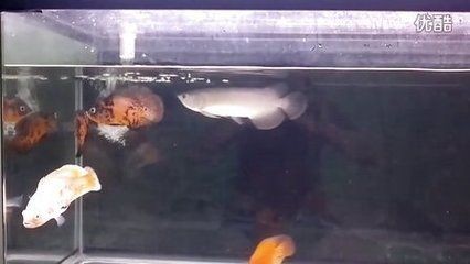 龍魚吃金龜子：龍魚吃金龜子嗎？
