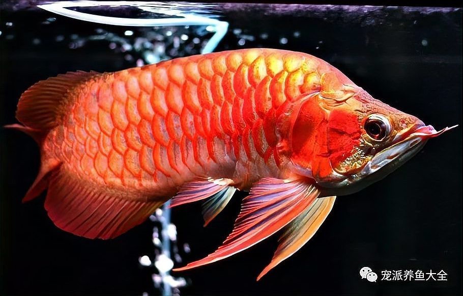 孔雀龍魚種類及圖片介紹視頻大全 孔雀龍魚種類及圖片介紹視頻大全 龍魚百科 第4張
