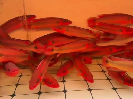 孔雀龍魚種類及圖片介紹視頻大全 孔雀龍魚種類及圖片介紹視頻大全 龍魚百科 第3張