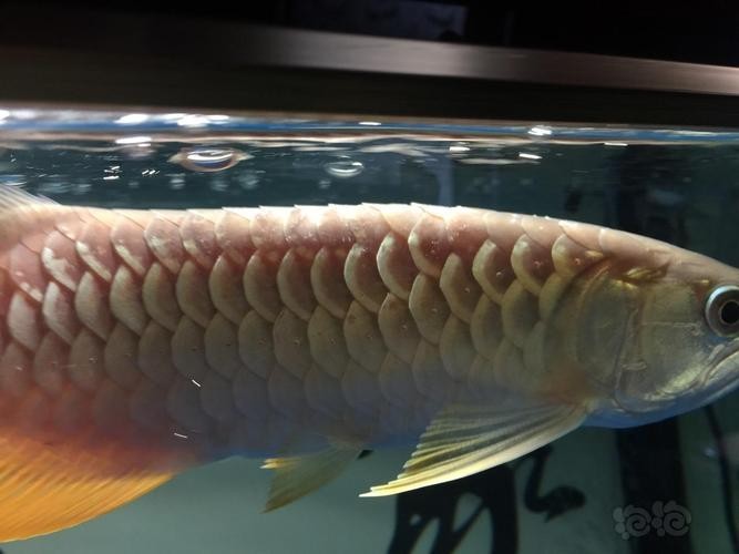 龍魚常見病水霉病圖片 龍魚常見病水霉病圖片 龍魚百科 第26張