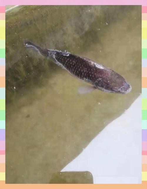龍魚常見病水霉病圖片 龍魚常見病水霉病圖片 龍魚百科 第25張