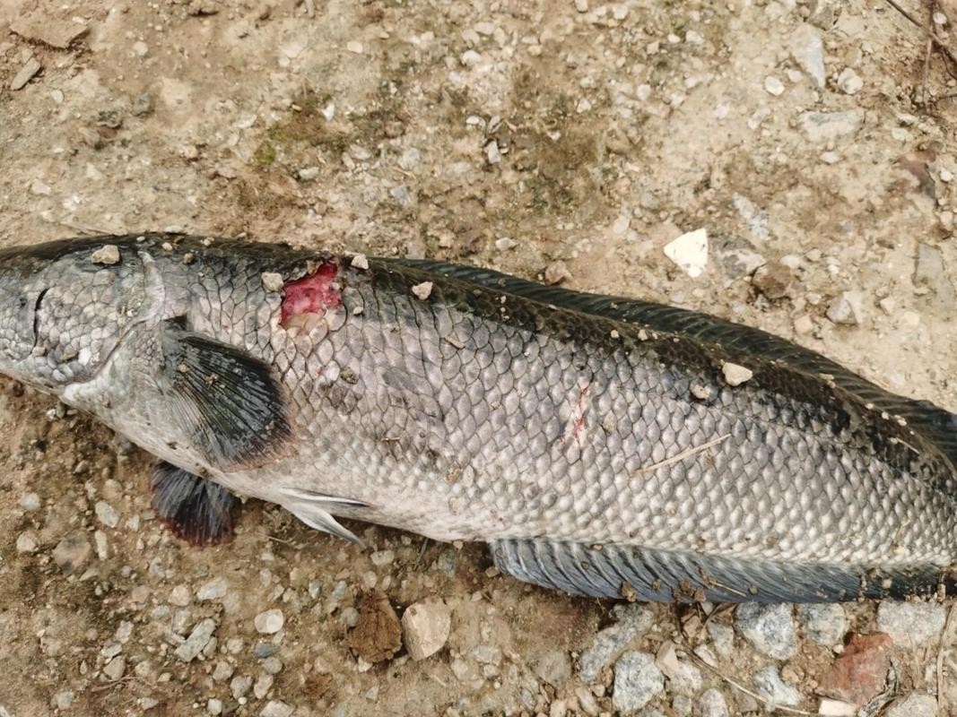 龍魚常見病水霉病圖片 龍魚常見病水霉病圖片 龍魚百科 第24張