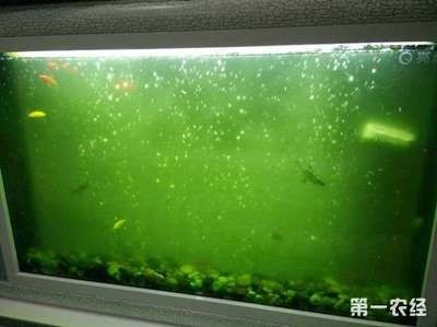 魚缸里長綠藻好不好（魚缸里長綠藻好不好魚缸里長綠藻好不好）