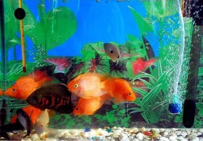 房間放魚缸養魚需要綜合考慮綜合考慮健康、風水等因素：室內養魚需要注意什么？