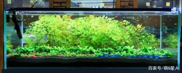 房間放魚缸養魚需要綜合考慮綜合考慮健康、風水等因素：室內養魚需要注意什么？