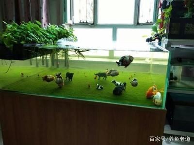 房間放魚缸養魚需要綜合考慮綜合考慮健康、風水等因素：室內養魚需要注意什么？