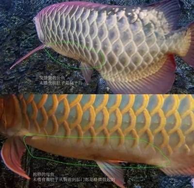 龍魚腹部一側有鼓起的原因分析（龍魚腹部一側有鼓起可能是由多種原因引起的） 龍魚腹部一側有鼓起的原因分析（龍魚腹部一側有鼓起可能是由多種原因引起的） 龍魚百科 第1張
