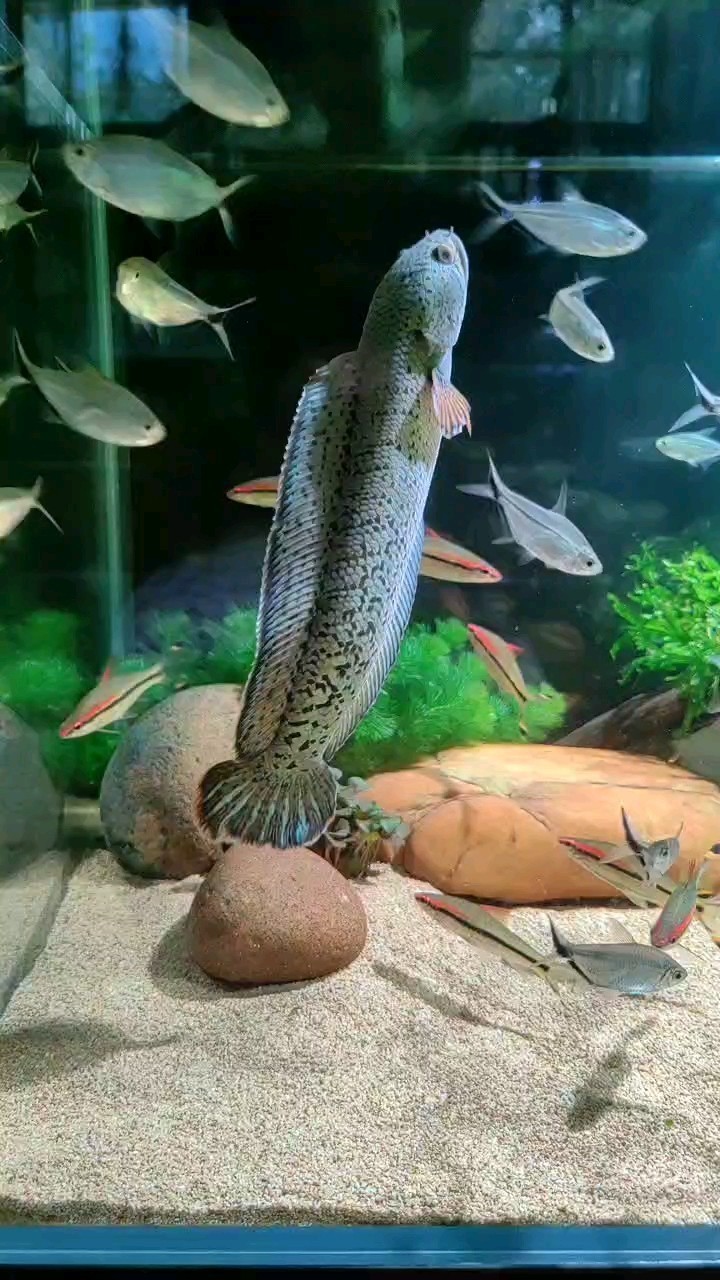小巴隨拍