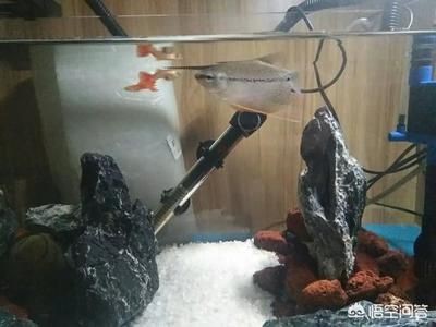 魚缸多長時間換水？怎么判斷水質(zhì)好壞（魚缸多長時間換水）
