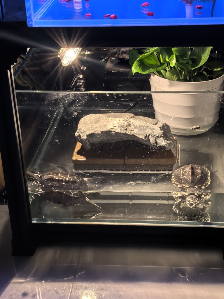 養魚佬的復式別墅