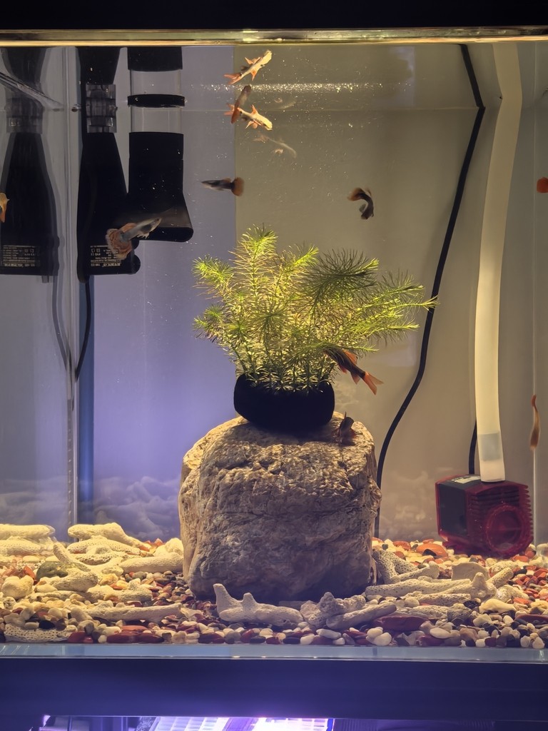 養魚佬的復式別墅