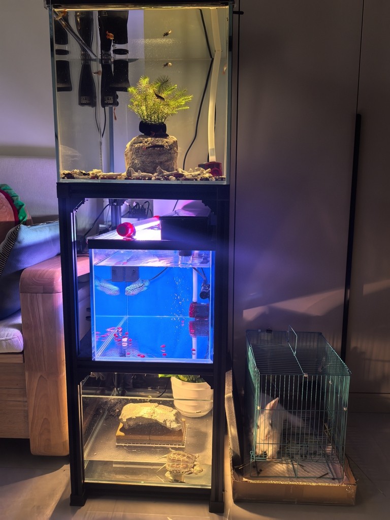 養魚佬的復式別墅