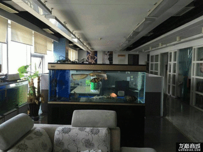 龍魚缸是什么意思：如何防止龍魚跳缸,龍魚跳缸是什么意思龍魚跳缸是什么意思 龍魚缸是什么意思：如何防止龍魚跳缸,龍魚跳缸是什么意思龍魚跳缸是什么意思 魚缸百科 第4張