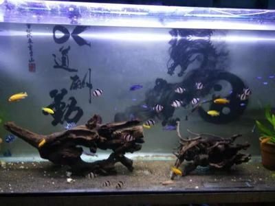 魚缸水渾濁的原因及解決方案：觀賞魚缸水渾濁怎么辦