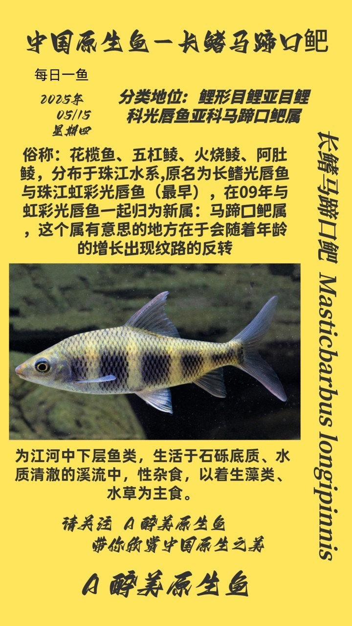 長鰭馬蹄口鲃