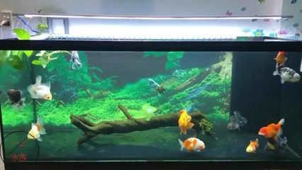 混養(yǎng)魚缸過濾系統(tǒng)配置：混養(yǎng)魚缸過濾系統(tǒng)的配置步驟和注意事項(xiàng) 混養(yǎng)魚缸過濾系統(tǒng)配置：混養(yǎng)魚缸過濾系統(tǒng)的配置步驟和注意事項(xiàng) 魚缸百科 第4張