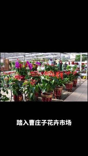 天津哪里有賣雷龍魚的地方