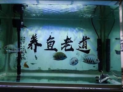 魚缸水泵不動：魚缸水泵不動的一些原因及其解決方案 魚缸水泵不動：魚缸水泵不動的一些原因及其解決方案 魚缸百科 第1張