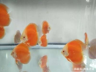魚缸水泵不動：魚缸水泵不動的一些原因及其解決方案 魚缸水泵不動：魚缸水泵不動的一些原因及其解決方案 魚缸百科 第5張