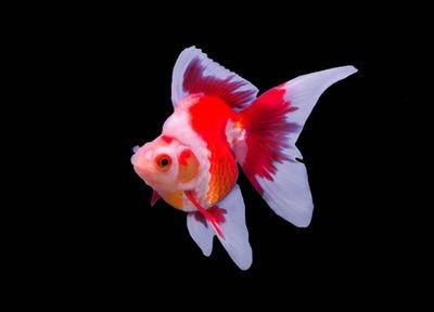 龍魚會(huì)攻擊金魚嗎：龍魚會(huì)攻擊金魚嗎， 龍魚會(huì)攻擊金魚嗎：龍魚會(huì)攻擊金魚嗎， 龍魚百科 第2張