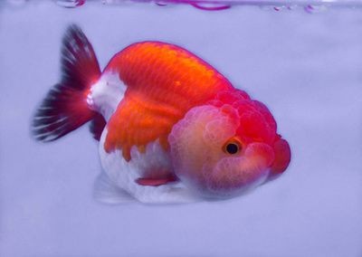龍魚會(huì)攻擊金魚嗎：龍魚會(huì)攻擊金魚嗎， 龍魚會(huì)攻擊金魚嗎：龍魚會(huì)攻擊金魚嗎， 龍魚百科 第3張