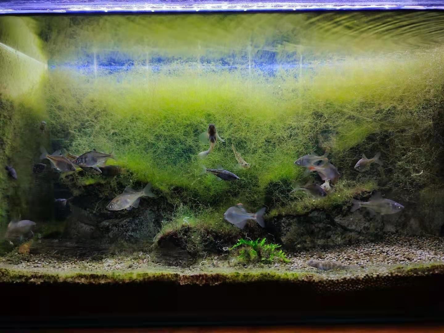 魚缸上蓋怎么打開：魚缸上蓋怎么打開詳情