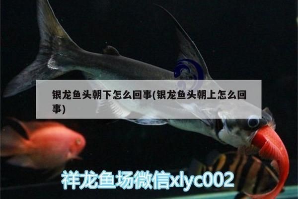 預防銀龍魚缺氧的生活習慣：如何預防銀龍魚缺氧