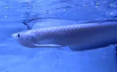 預防銀龍魚缺氧的生活習慣：如何預防銀龍魚缺氧