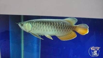 龍魚出現燒尾是什么原因導致呢視頻講解：“龍魚燒尾的原因及治療方法”，龍魚燒尾的急救措施