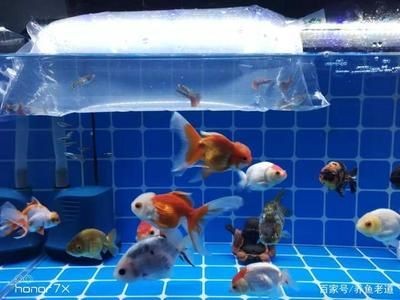 維護魚缸：關于魚缸維護的詳細步驟 維護魚缸：關于魚缸維護的詳細步驟 魚缸百科 第2張