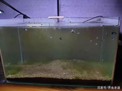 維護魚缸：關于魚缸維護的詳細步驟 維護魚缸：關于魚缸維護的詳細步驟 魚缸百科 第3張