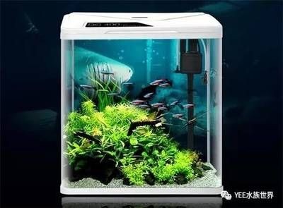維護魚缸：關于魚缸維護的詳細步驟 維護魚缸：關于魚缸維護的詳細步驟 魚缸百科 第4張
