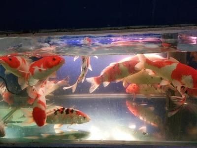 維護魚缸：關于魚缸維護的詳細步驟 維護魚缸：關于魚缸維護的詳細步驟 魚缸百科 第5張