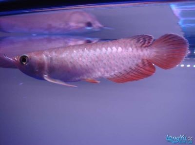金龍魚如何發(fā)色快一點(diǎn)：金龍魚如何發(fā)色快一點(diǎn)呢？