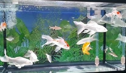 魚缸里的魚聚在一起是什么意思啊：為什么魚缸里的魚聚在一起