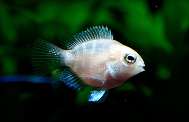 仁壽縣多彩水族寵物店（仁壽縣多彩水族寵物店地址） 仁壽縣多彩水族寵物店（仁壽縣多彩水族寵物店地址） 全國水族館企業名錄