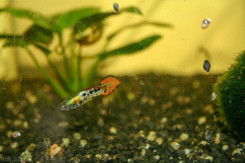 青龍魚適宜的水溫范圍：青龍魚幼年期如何管理水溫