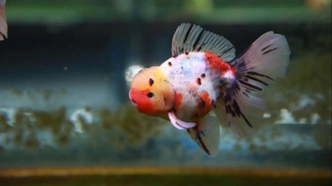 廣州魚(yú)缸水族箱批發(fā)店：廣州天河區(qū)有幾個(gè)魚(yú)缸出售店：1.帝王水族（地址不詳）