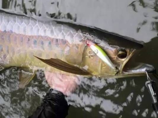 日本金龍魚鉤好用嗎知乎，日本金龍魚鉤與達摩鉤對比，金龍魚鉤價格區間查詢 日本金龍魚鉤好用嗎知乎，日本金龍魚鉤與達摩鉤對比，金龍魚鉤價格區間查詢 龍魚百科 第5張