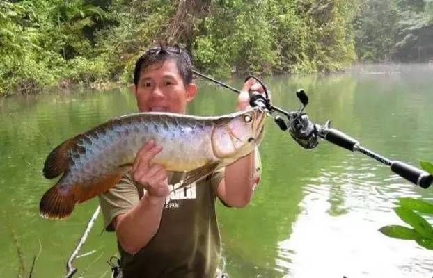 日本金龍魚鉤好用嗎知乎，日本金龍魚鉤與達摩鉤對比，金龍魚鉤價格區間查詢 日本金龍魚鉤好用嗎知乎，日本金龍魚鉤與達摩鉤對比，金龍魚鉤價格區間查詢 龍魚百科 第3張