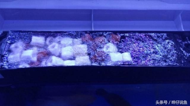 魚缸濾材如何使用：魚缸濾材擺放順序圖解