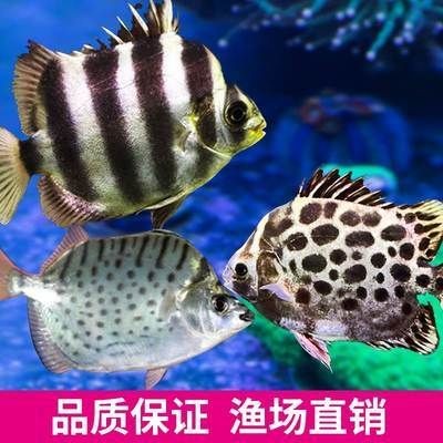 銀鼓魚苗適宜飼料選擇，銀鼓魚苗飼料品牌推薦，銀鼓魚苗飼料營養成分分析