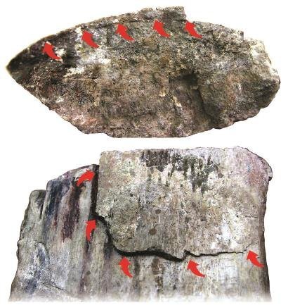 還有哪些古生物學中的“病龍”案例？
