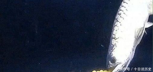 金龍魚下蛋怎么孵化的（金龍魚的繁殖過程及孵化步驟） 金龍魚下蛋怎么孵化的（金龍魚的繁殖過程及孵化步驟） 龍魚百科 第1張