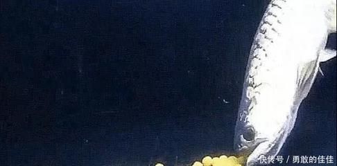 金龍魚下蛋怎么孵化的（金龍魚的繁殖過程及孵化步驟） 金龍魚下蛋怎么孵化的（金龍魚的繁殖過程及孵化步驟） 龍魚百科 第3張