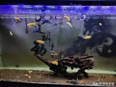 觀(guān)賞魚(yú)混養(yǎng)的技巧：關(guān)于觀(guān)賞魚(yú)混養(yǎng)的幾個(gè)問(wèn)題
