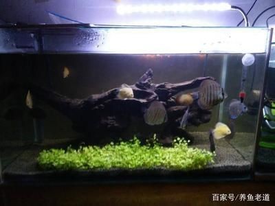 觀(guān)賞魚(yú)混養(yǎng)的技巧：關(guān)于觀(guān)賞魚(yú)混養(yǎng)的幾個(gè)問(wèn)題