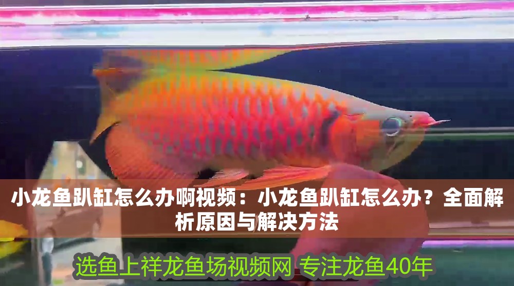 小龍魚趴缸怎么辦啊視頻：小龍魚趴缸怎么辦？全面解析原因與解決方法