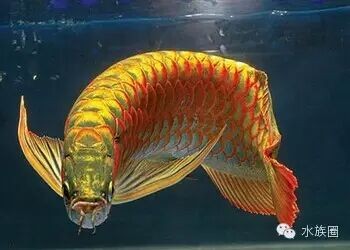 龍魚技巧大全,精華！
